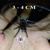 TARANTULA